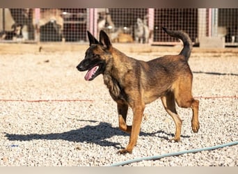 Schäferhund(mix) Freunde aufgepasst – hier kommt unsere Reika