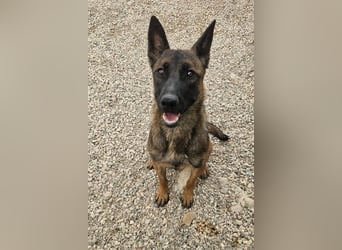 Schäferhund(mix) Freunde aufgepasst – hier kommt unsere Reika