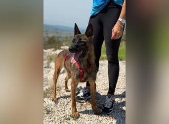 Schäferhund(mix) Freunde aufgepasst – hier kommt unsere Reika