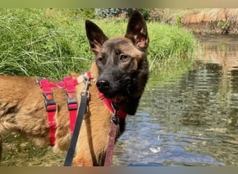 Schäferhund(mix) Freunde aufgepasst – hier kommt unsere Reika