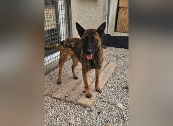 Schäferhund(mix) Freunde aufgepasst – hier kommt unsere Reika
