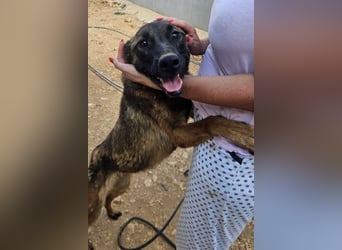 Schäferhund(mix) Freunde aufgepasst – hier kommt unsere Reika