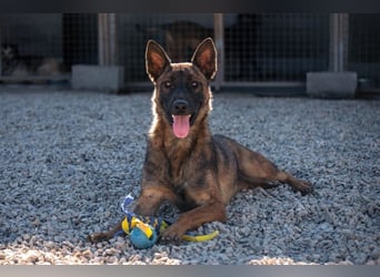 Schäferhund(mix) Freunde aufgepasst – hier kommt unsere Reika
