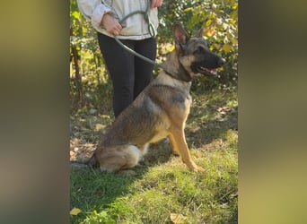 Albina – agile Schäferhund-Malinois-Mix-Hündin sucht aktive Abenteurer ✨