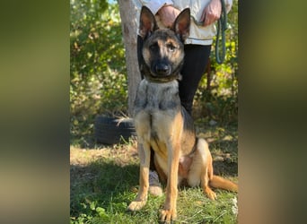 Albina – agile Schäferhund-Malinois-Mix-Hündin sucht aktive Abenteurer ✨