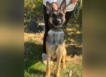 Albina – agile Schäferhund-Malinois-Mix-Hündin sucht aktive Abenteurer ✨