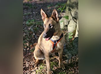 Nala, geboren 26.08.2025, 60cm sucht aktive Menschen (Pflegestelle Deutschland)