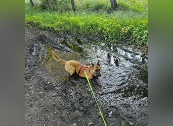 Nala, geboren 26.08.2025, 60cm sucht aktive Menschen (Pflegestelle Deutschland)