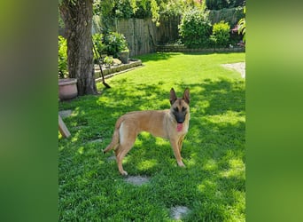 Nala, geboren 26.08.2025, 60cm sucht aktive Menschen (Pflegestelle Deutschland)
