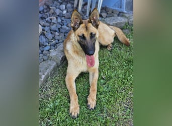 Nala, geboren 26.08.2025, 60cm sucht aktive Menschen (Pflegestelle Deutschland)