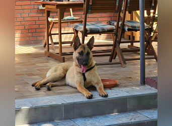 Nala, geboren 26.08.2025, 60cm sucht aktive Menschen (Pflegestelle Deutschland)