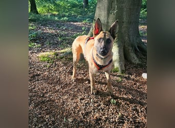 Nala, geboren 26.08.2025, 60cm sucht aktive Menschen (Pflegestelle Deutschland)