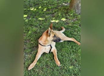 Nala, geboren 26.08.2025, 60cm sucht aktive Menschen (Pflegestelle Deutschland)