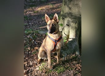 Nala, geboren 26.08.2025, 60cm sucht aktive Menschen (Pflegestelle Deutschland)