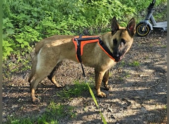 Nala, geboren 26.08.2025, 60cm sucht aktive Menschen (Pflegestelle Deutschland)