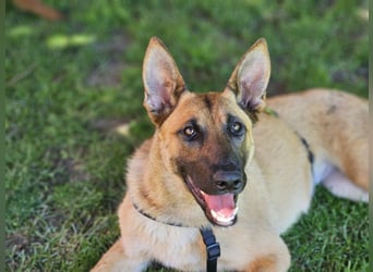 Nala, geboren 26.08.2025, 60cm sucht aktive Menschen (Pflegestelle Deutschland)