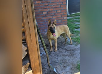 Nala, geboren 26.08.2025, 60cm sucht aktive Menschen (Pflegestelle Deutschland)