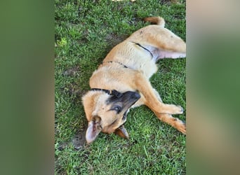 Nala, geboren 26.08.2025, 60cm sucht aktive Menschen (Pflegestelle Deutschland)