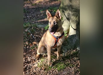 Nala, geboren 26.08.2025, 60cm sucht aktive Menschen (Pflegestelle Deutschland)