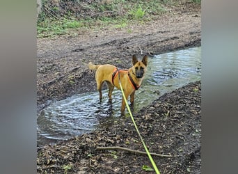 Nala, geboren 26.08.2025, 60cm sucht aktive Menschen (Pflegestelle Deutschland)