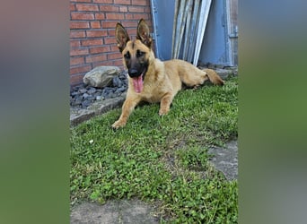 Nala, geboren 26.08.2025, 60cm sucht aktive Menschen (Pflegestelle Deutschland)
