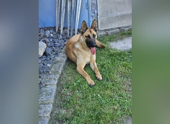 Nala, geboren 26.08.2025, 60cm sucht aktive Menschen (Pflegestelle Deutschland)