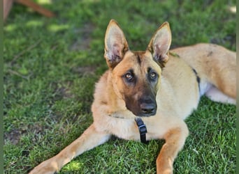 Nala, geboren 26.08.2025, 60cm sucht aktive Menschen (Pflegestelle Deutschland)