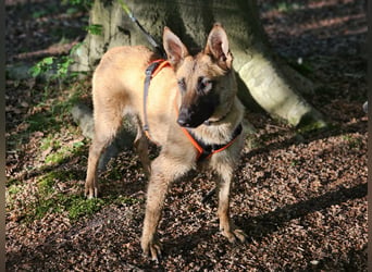 Nala, geboren 26.08.2025, 60cm sucht aktive Menschen (Pflegestelle Deutschland)