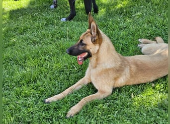 Nala, geboren 26.08.2025, 60cm sucht aktive Menschen (Pflegestelle Deutschland)