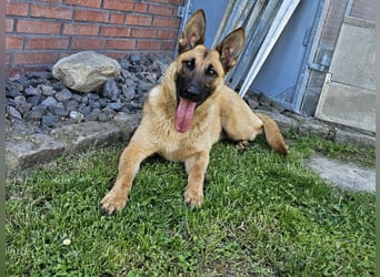 Nala, geboren 26.08.2025, 60cm sucht aktive Menschen (Pflegestelle Deutschland)