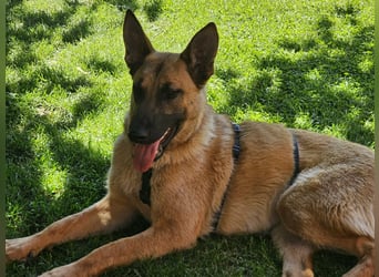 Nala, geboren 26.08.2025, 60cm sucht aktive Menschen (Pflegestelle Deutschland)