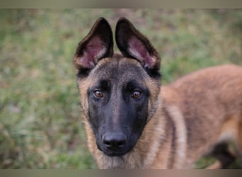 LIJAN - der brave Rüde muss gut beschäftigt werden und sucht hundeerfahrene Menschen