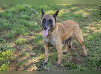 JOSIE - die Malinoishünden (Mix) sucht Menschen, die sich mit dieser Hunderasse etwas auskennen
