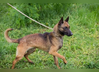 KARLSON - der aufgeschlossene und neugierige Rüde freut sich auf Menschen mit Führungsqualitäten