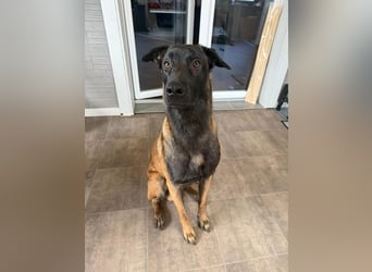 FURIO - der aktive und arbeitsfreudige junge Rüde sucht rasseerfahrene, unternehmungslustige Leute!