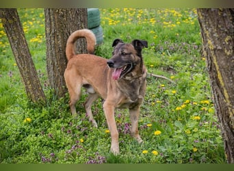 SANTOS - das quirlige Powerpaket sucht hundeerfahrene Menschen zum Trainieren und Kuscheln