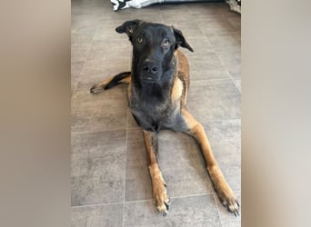 FURIO - der aktive und arbeitsfreudige junge Rüde sucht rasseerfahrene, unternehmungslustige Leute!