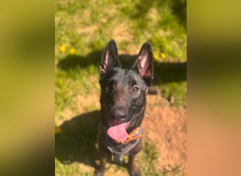 Malinois BLUE ist bereits in Deutschland. Zum Kennenlernen dürfen Sie ihn gerne besuchen.