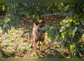 Chip Nr. 289159 - welche hundeerfahrene Familie möchte der Süßen die Welt zeigen?