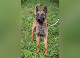 Malinois KARLSON - auch hier suchen wir Menschen, die die Bedürfnisse dieser Hunderasse kennen