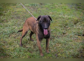 Chip-Nr. 262129 - ich suche ein tolles, hundeerfahrenes Für-Immer Zuhause