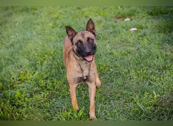 DETE - die hübsche Maus sucht ein tolles Zuhause bei rasseerfahrenen Menschen