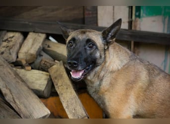 KIM - die Malinoishündin sollte zu entsprechend erfahrenen Menschen