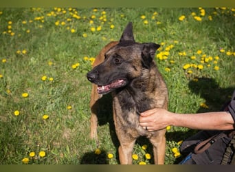OLLI - ich warte auf ein hundeerfahrenes Zuhause, das mir Abwechslung und Bewegung bietet!