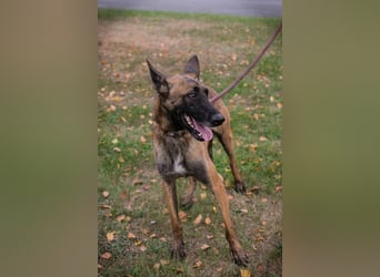 AIRI - im Tierheim habe ich großen Stress und suche eine hundeerfahrene Familie!