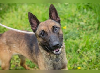 KARLSON - der aufgeschlossene und neugierige Rüde freut sich auf Menschen mit Führungsqualitäten