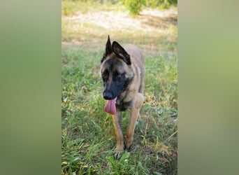 LIJAN - der brave Rüde muss gut beschäftigt werden und sucht hundeerfahrene Menschen