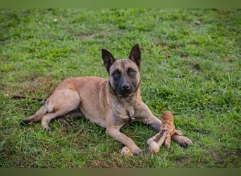 DETE - die hübsche Maus sucht ein tolles Zuhause bei rasseerfahrenen Menschen