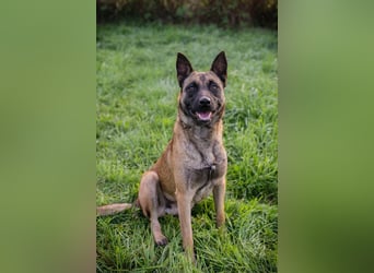 DETE - die hübsche Maus sucht ein tolles Zuhause bei rasseerfahrenen Menschen