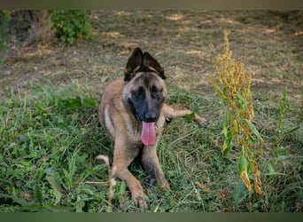 LIJAN - der brave Rüde muss gut beschäftigt werden und sucht hundeerfahrene Menschen